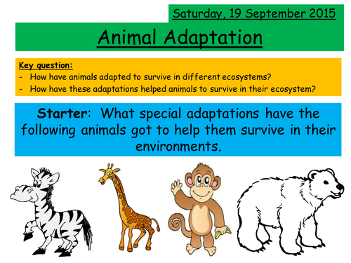 Animal Adaptation | Teaching Resources