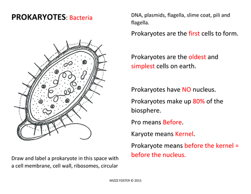 Printables Bacteria Worksheet prokaryote bacteria worksheets and answer key by mizzzfoster teaching resources tes