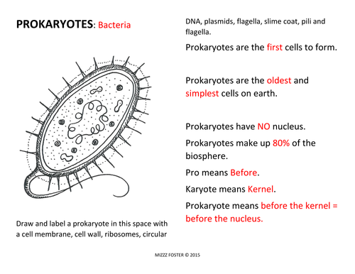 Prokaryote: Bacteria Worksheets and Answer Key