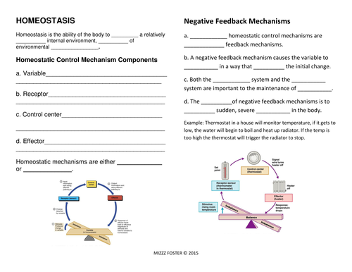 Homeostasis Bundle Power Point Chart Worksheets Answer Key Quiz With Answers By UK 