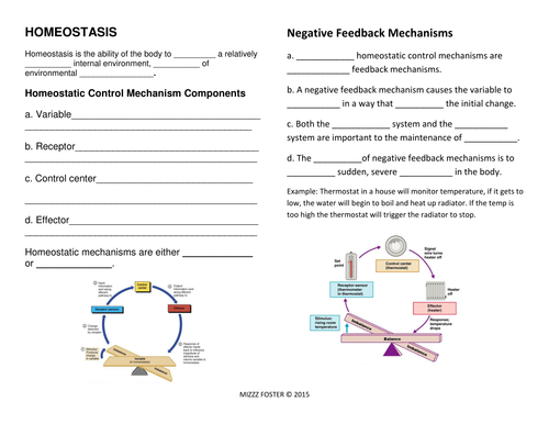 Homeostasis Worksheets and Answer Key