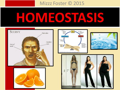 Homeostasis Bundle: Power point, chart, worksheets, answer key, quiz with answers