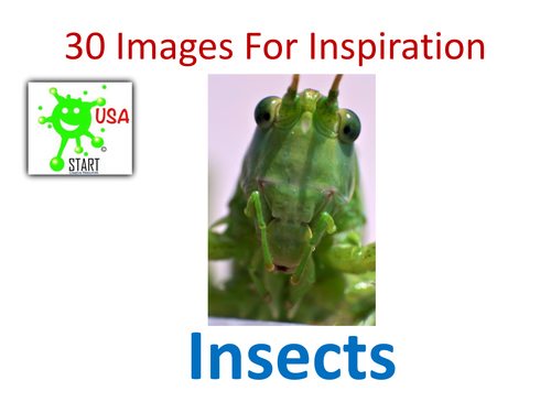 30 Images for Inspiration - Insects