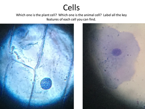 Cheek cell & onion cell - Images