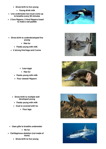 Vertebrate classification - card sort activity