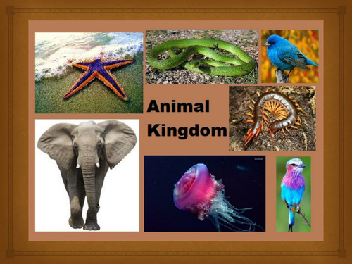 Animal Kingdom Power Point | Teaching Resources