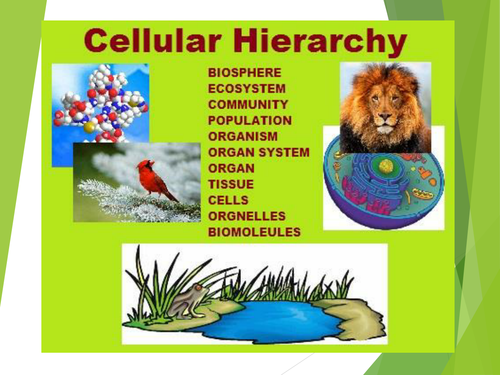 Cellular Hierarchy: Organization of Life Question Set