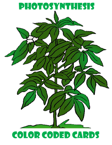 Photosynthesis Fun Cards