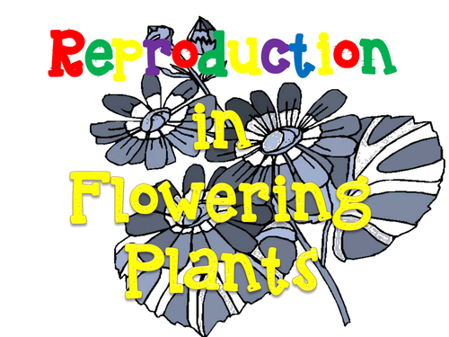 Spring Fling-Reproduction in Flowering Plants