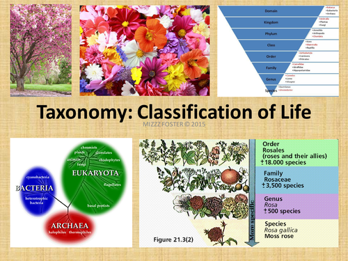 Taxonomy Classification Bundle: Power Point and Chart with Key