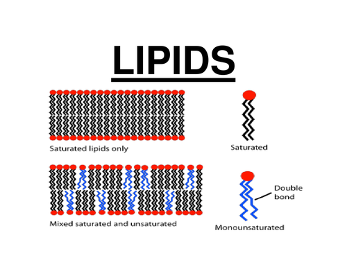 AS BIOLOGY Lipids ppt & Notes Resource