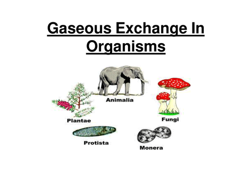 GCSE Triple Biology - Gaseous Exchange in Organisms ppt & Work sheet