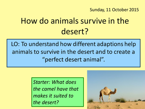 Desert adaptions - animals | Teaching Resources