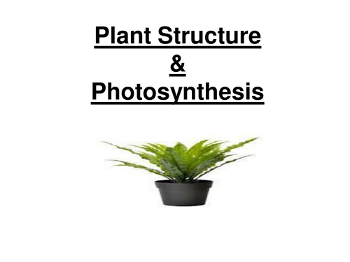GCSE Biology - Plant Structure and Photosynthesis