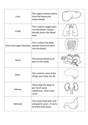 Organs and Systems Card Sort