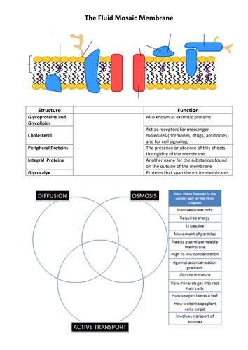 The Sodium/Potassium Pump