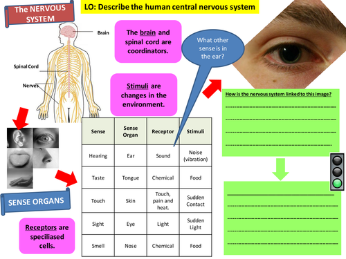 Homeostasis - Nervous and Hormonal Systems