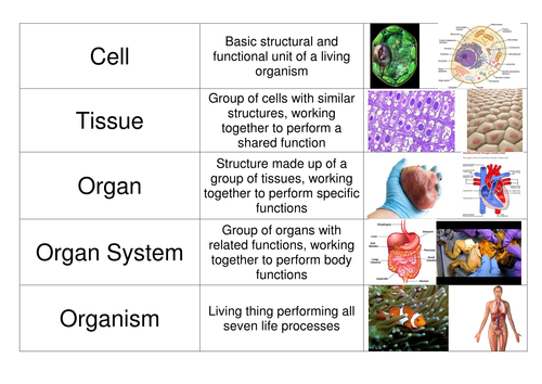 Cells, Organs, Tissues Card Sort | Teaching Resources