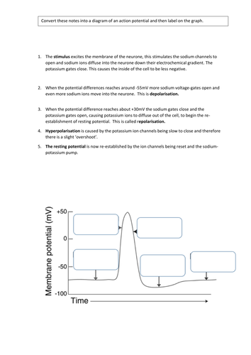 A2 Biology  (AQA Respond. to environment/OCR Communication and homeostasis) Action potential.