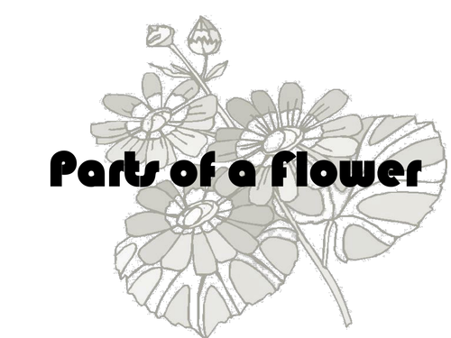 Parts of a Flower Lesson