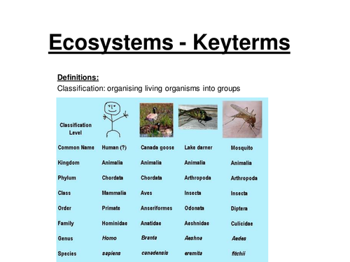 GCSE Biology - Ecosystem Keyterms /Definitions ppt, Fill In Sheet & W/sheet