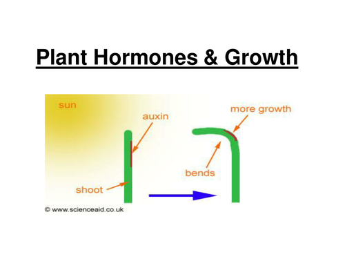 GCSE - Plant hormones and growth (Foundation/SEN)