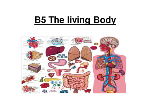GCSE Biology - B5 The Living Body ppt