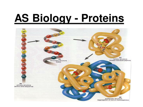 New AQA AS Biology - Proteins