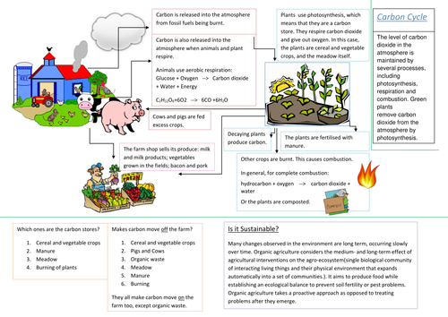 Carbon Cycle