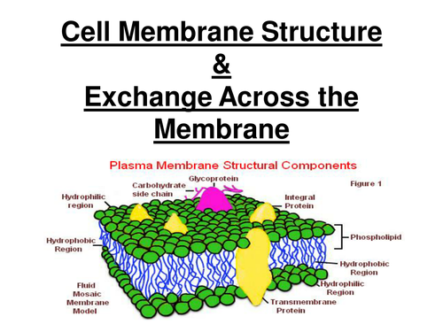 New AQA AS BIology - Cell membrane structure & exchange across membranes