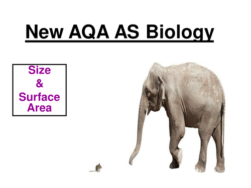 New AQA AS Biology - Size & Surface Area