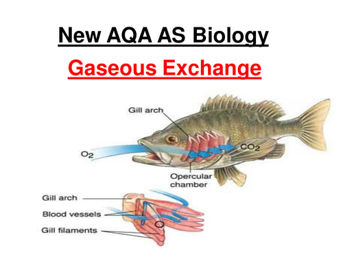 New AQA AS Biology - Gaseous Exchange  & Dissections