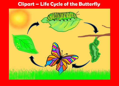 free clip art butterfly life cycle - photo #41