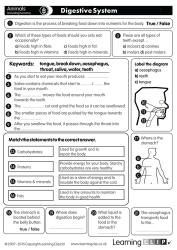 110 KS2 FREE Science Worksheets and Lesson Starters - for Print, Whiteboard and Tablets - Digestive