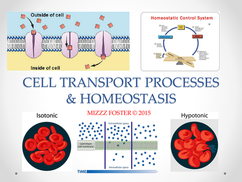 Cell Transport Processes, Osmosis and Homeostasis