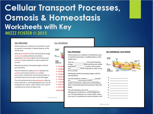 Cell Transport Processes, Osmosis and Homeostasis Worksheets with Key