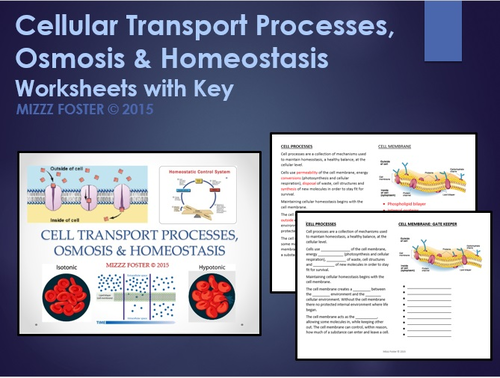 Cell Transport Processes, Osmosis and Homeostasis Bundle: Power Point and Worksheets with Key