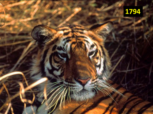 IGCSE Anthology Tyger