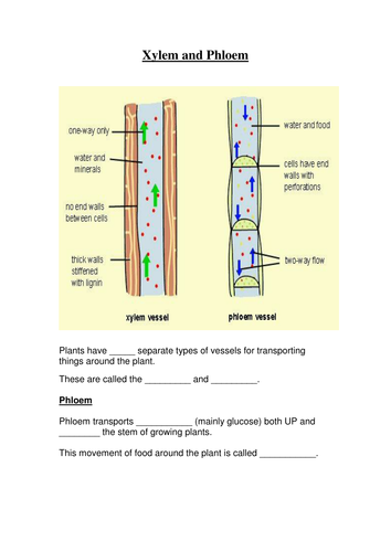 GCSE Revision resources  - worksheets for xylem, phloem, water movement, hydroponics & transpiration