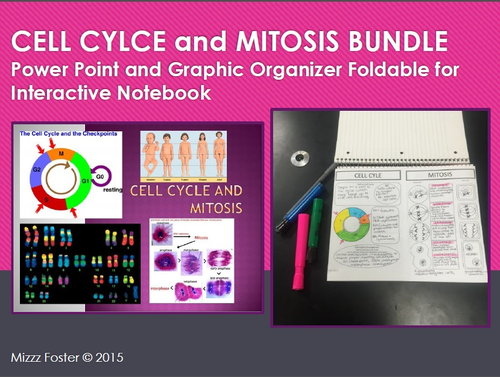 Cell Cycle and Mitosis Bundle: Power Point and Graphic Organizer