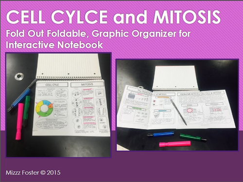 Cell Cycle and Mitosis Graphic Organizer Foldable for Interactive Notebook