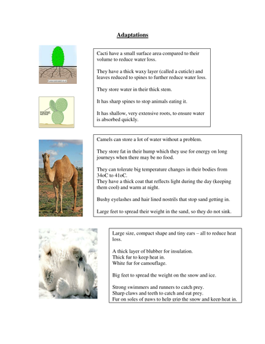 Adaptation Worksheet by - UK Teaching Resources - TES