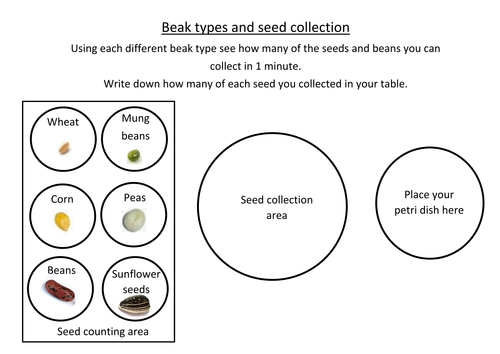 Adaptation - Beak Types and Seeds Activity