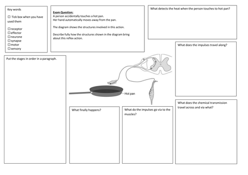 QWC Writing Frame with picture prompt - Reflexes