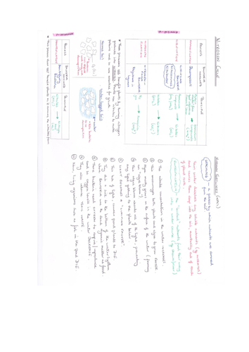 AQA A Level Biology - Nitrogen Cycle ppt, worksheet, practical & helpsheet