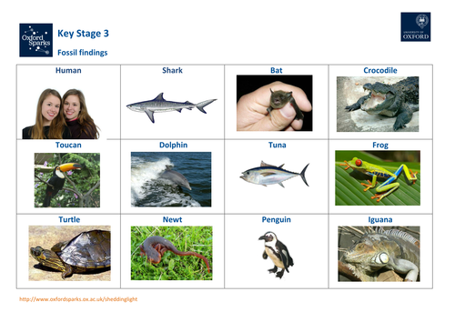 Shedding Light on the Situation - KS3: Fossil Findings