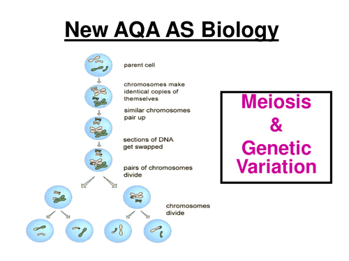 Worksheets Genetic Variation Worksheet educating science teaching resources tes new aqa as biology meiosis genetic variation