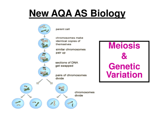 New AQA AS Biology - Meiosis & Genetic Variation