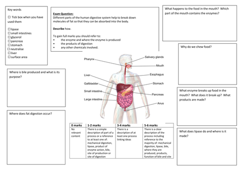 QWC Writing Frame with picture prompt - Enzymes in Digestion