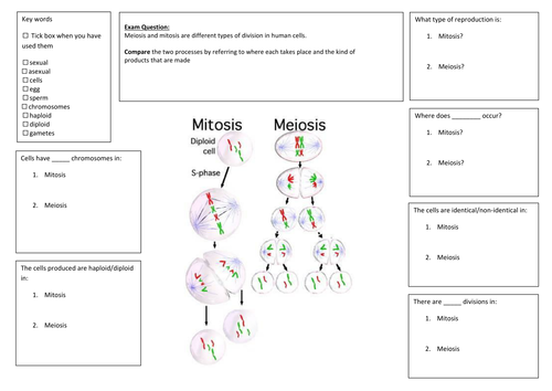 QWC Writing Frame with picture prompt - Mitosis Vs. Meiosis
